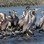 Group of juvenile spotted shags